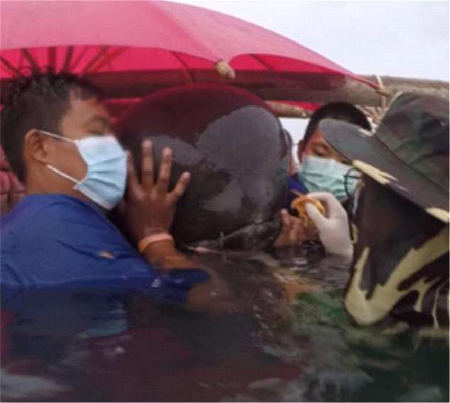 Τραγικός θάνατος για φάλαινα στην Ταϊλάνδη – Κατάπιε 80 πλαστικές σακούλες - Φωτογραφία 2