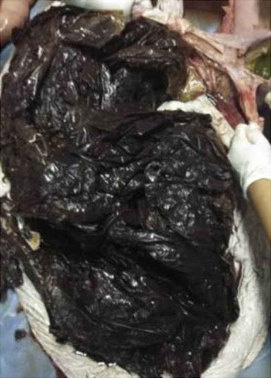 Τραγικός θάνατος για φάλαινα στην Ταϊλάνδη – Κατάπιε 80 πλαστικές σακούλες - Φωτογραφία 3