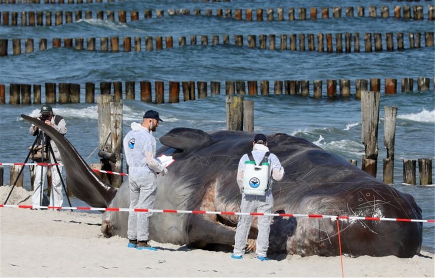 Τραγικός θάνατος για φάλαινα στην Ταϊλάνδη – Κατάπιε 80 πλαστικές σακούλες - Φωτογραφία 5
