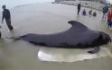 Τραγικός θάνατος για φάλαινα στην Ταϊλάνδη – Κατάπιε 80 πλαστικές σακούλες