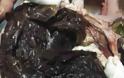 Τραγικός θάνατος για φάλαινα στην Ταϊλάνδη – Κατάπιε 80 πλαστικές σακούλες - Φωτογραφία 3