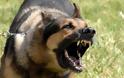 Σκύλος δάγκωσε στο πρόσωπο 10 μηνών βρέφος στη Ναύπακτο