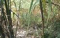 ΠΑΝΑΓΙΩΤΗΣ ΣΤΑΪΚΟΣ: Ζούγκλα από καλαμιές μέσα στον Αστακό που αποτελούν κρησφύγετο ναρκομανών! - Φωτογραφία 4