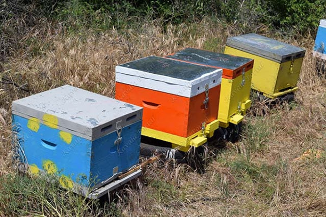Ταχύρρυθμο πρόγραμμα Μελισσοκομίας σε ΒΟΝΙΤΣΑ και ΑΓΡΙΝΙΟ - Φωτογραφία 1