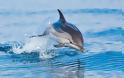 Στα ίχνη των φαλαινών και των δελφινιών της Μεσογείου