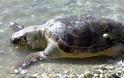 Εντοπίστηκε νεκρή χελώνα καρέτα-καρέτα στη Σαλαμίνα