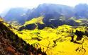 Κανόλα: Ένας κίτρινος παράδεισος! - Φωτογραφία 2