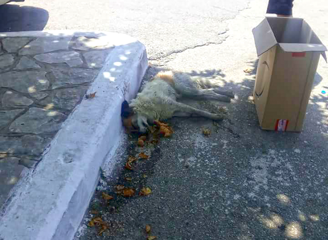 Σκότωσαν με φόλα Σκύλο στο Μοναστηράκι Βόνιτσας (ΦΩΤΟ) - Φωτογραφία 1