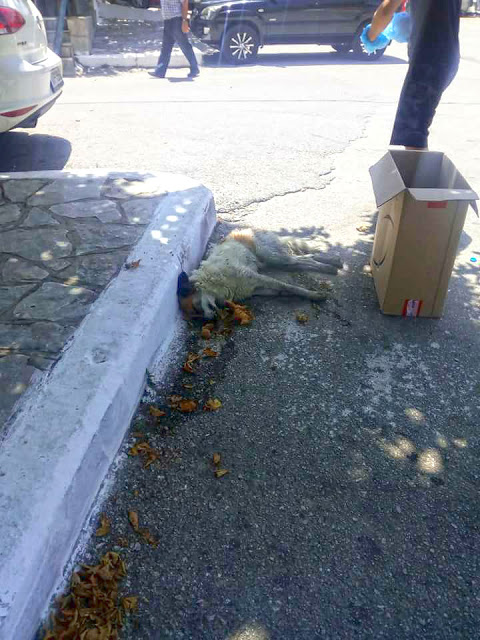 Σκότωσαν με φόλα Σκύλο στο Μοναστηράκι Βόνιτσας (ΦΩΤΟ) - Φωτογραφία 2