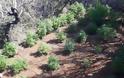 Φυτεία με 127 δενδρύλλια στη Λακωνία - Χειροπέδες σε τρία άτομα - Φωτογραφία 2
