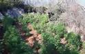 Φυτεία με 127 δενδρύλλια στη Λακωνία - Χειροπέδες σε τρία άτομα - Φωτογραφία 3