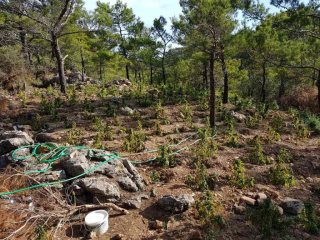 Κρήτη:  ''Ορφανή'' φυτεία κάνναβης με 1.704 δενδρύλλια - Φωτογραφία 2