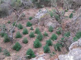 Κρήτη:  ''Ορφανή'' φυτεία κάνναβης με 1.704 δενδρύλλια - Φωτογραφία 3