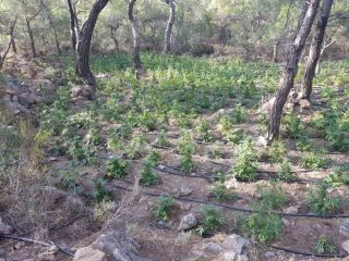Κρήτη:  ''Ορφανή'' φυτεία κάνναβης με 1.704 δενδρύλλια - Φωτογραφία 4