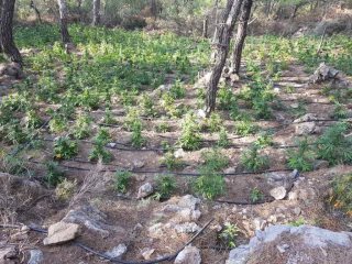 Κρήτη:  ''Ορφανή'' φυτεία κάνναβης με 1.704 δενδρύλλια - Φωτογραφία 5
