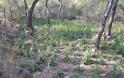 Κρήτη:  ''Ορφανή'' φυτεία κάνναβης με 1.704 δενδρύλλια