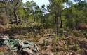 Κρήτη:  ''Ορφανή'' φυτεία κάνναβης με 1.704 δενδρύλλια - Φωτογραφία 2