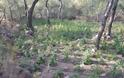 Κρήτη:  ''Ορφανή'' φυτεία κάνναβης με 1.704 δενδρύλλια - Φωτογραφία 4