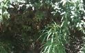 Αστακός: Στη «φάκα» της Αστυνομίας για χασίς, ναρκωτικά δισκία και λαθραίο καπνό! (ΔΕΙΤΕ ΦΩΤΟ) Αστακός: Στη «φάκα» της Αστυνομίας για χασίς, ναρκωτικά δισκία και λαθραίο καπνό! (ΔΕΙΤΕ ΦΩΤΟ) - Φωτογραφία 3