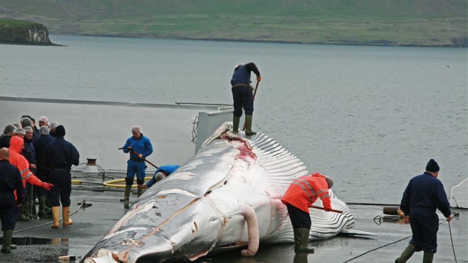 Ιάπωνες αλιείς σκότωσαν 333 φάλαινες μινκ, εκ των οποίων οι 122 ήταν έγκυες - Φωτογραφία 1