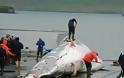 Ιάπωνες αλιείς σκότωσαν 333 φάλαινες μινκ, εκ των οποίων οι 122 ήταν έγκυες