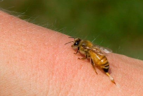 Σας τσίμπησε μέλισσα ή σφήκα; Τι πρέπει να κάνετε; - Φωτογραφία 2