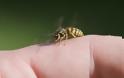 Σας τσίμπησε μέλισσα ή σφήκα; Τι πρέπει να κάνετε;