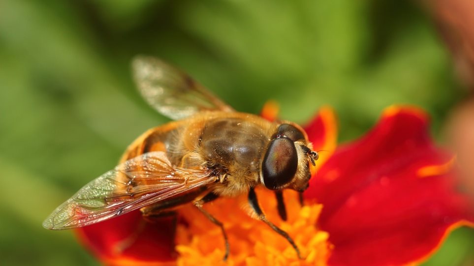 Απίστευτο κι όμως αληθινό: Οι μέλισσες μπορούν να κατανοήσουν το... μηδέν - Φωτογραφία 1
