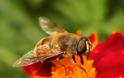 Απίστευτο κι όμως αληθινό: Οι μέλισσες μπορούν να κατανοήσουν το... μηδέν