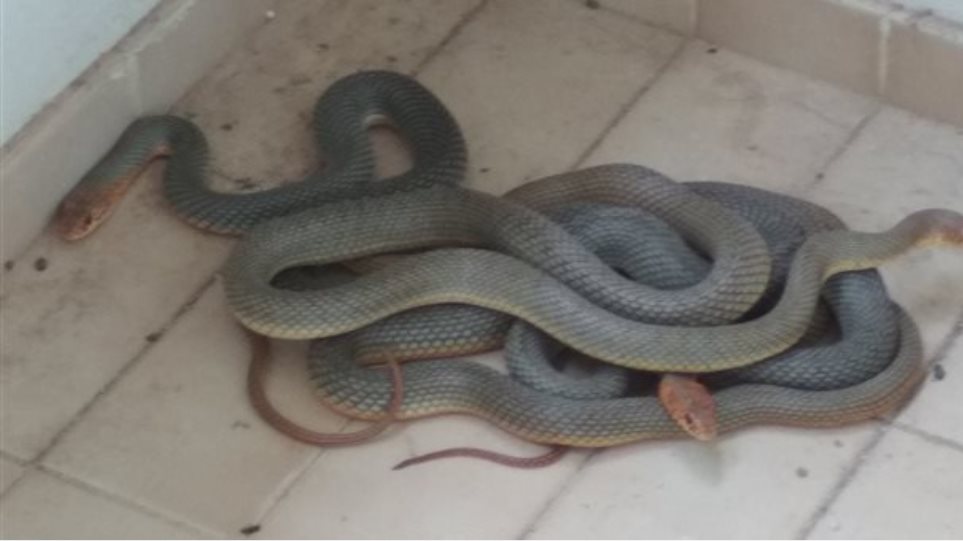 Φίδια... ζευγάρωναν σε μπαλκόνι φοιτητών στα Ιωάννινα - Φωτογραφία 1