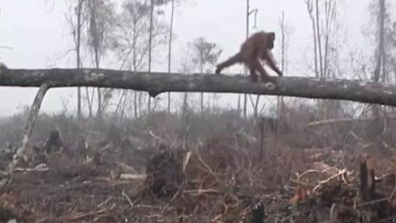 Η συγκινητική προσπάθεια ενός ουρακοτάγκου να σώσει δέντρο από μπουλντόζα - Φωτογραφία 1