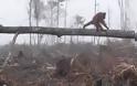 Η συγκινητική προσπάθεια ενός ουρακοτάγκου να σώσει δέντρο από μπουλντόζα