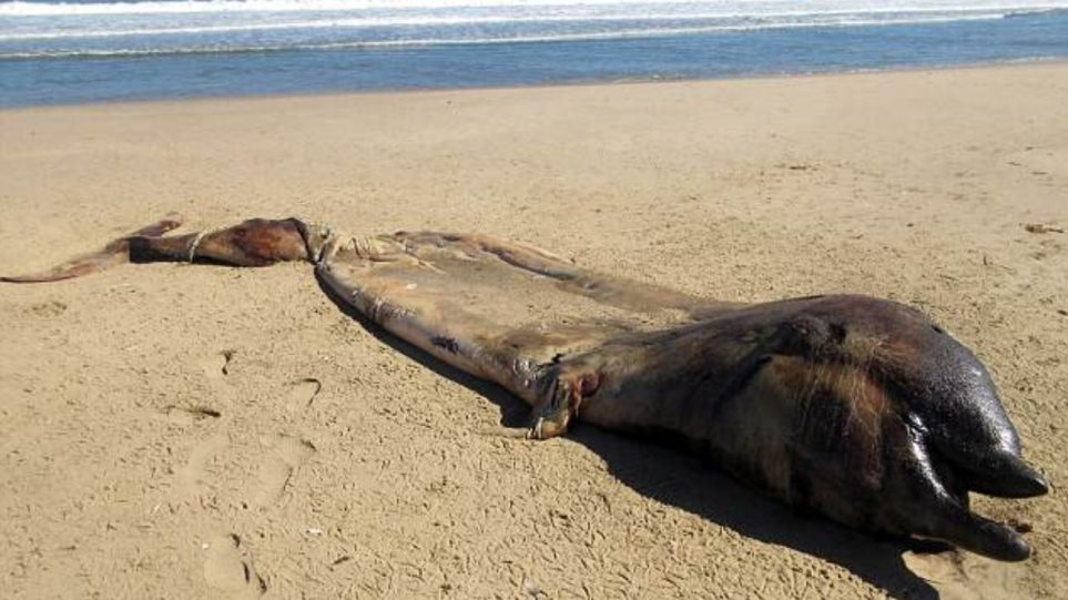 Μυστήριο με πλάσμα που ξεβράστηκε σε ακτή της Ναμίμπια - Φωτογραφία 1
