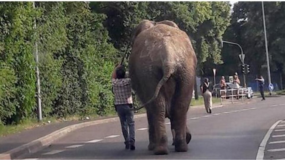 Η μεγάλη απόδραση: Ελέφαντας το έσκασε από τσίρκο και... βόλταρε σε μικρή γερμανική πόλη - Φωτογραφία 1