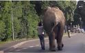 Η μεγάλη απόδραση: Ελέφαντας το έσκασε από τσίρκο και... βόλταρε σε μικρή γερμανική πόλη