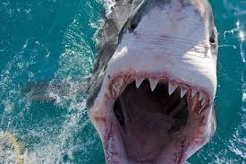 Φώκια προσπαθεί να γλιτώσει από τα σαγόνια καρχαρία - Οι εικόνα που έκανε πολλούς να κλάψουν... [photo] - Φωτογραφία 1