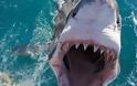 Φώκια προσπαθεί να γλιτώσει από τα σαγόνια καρχαρία - Οι εικόνα που έκανε πολλούς να κλάψουν... [photo] - Φωτογραφία 1