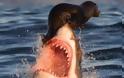Φώκια προσπαθεί να γλιτώσει από τα σαγόνια καρχαρία - Οι εικόνα που έκανε πολλούς να κλάψουν... [photo] - Φωτογραφία 2