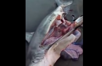 Όταν βρήκαν αυτό το νεκρό καρχαρία κάτι δεν τους άρεσε - Όταν άνοιξαν την κοιλιά του, μείνανε άφωνοι… [video] - Φωτογραφία 1