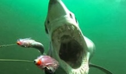 Το βίντεο – εφιάλτης που έγινε viral: Καρέ καρέ πώς είναι να σε τρώει καρχαρίας… - Φωτογραφία 1