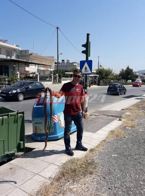 Πάτρα: Φίδι 2,5 μέτρων σε κατοικημένη περιοχή στην Οβρυά - Φωτογραφία 3