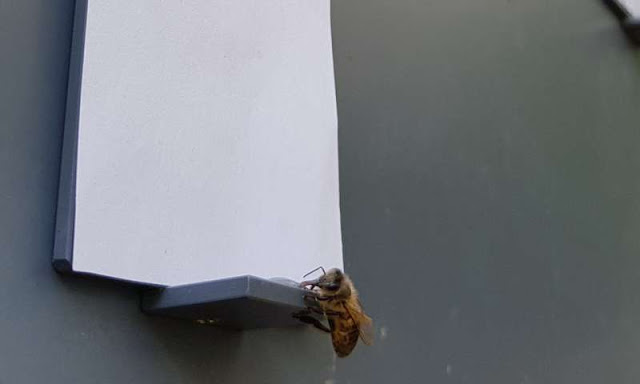 Οι μέλισσες κατανοούν την έννοια του μηδενός; - Φωτογραφία 1