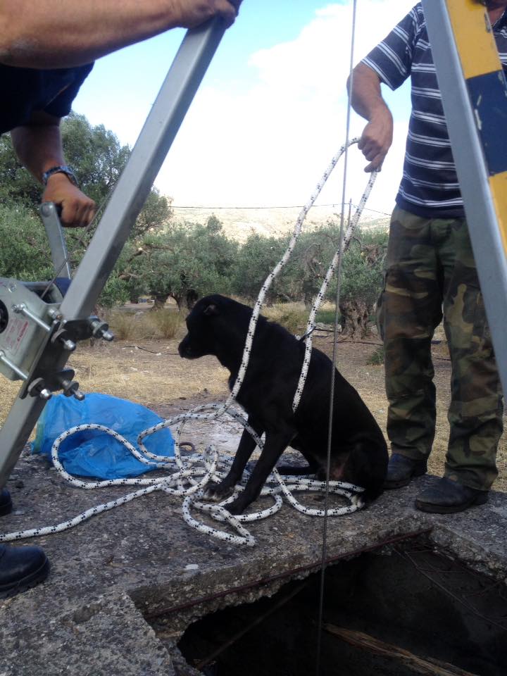 Κρήτη: Σκυλί είχε πέσει σε… πηγάδι – Το έσωσε η πυροσβεστική [photos] - Φωτογραφία 3
