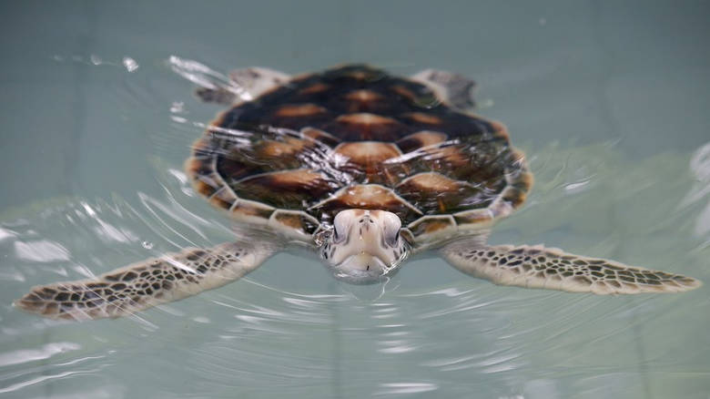 Ταϊλάνδη: Θύμα των πλαστικών μια χελώνα που ανήκει σε προστατευόμενο είδος - Φωτογραφία 1