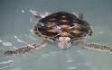 Ταϊλάνδη: Θύμα των πλαστικών μια χελώνα που ανήκει σε προστατευόμενο είδος