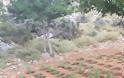 Μυλοπόταμος: 15 ορφανές φυτείες με 3.349 δενδρύλλια εντόπισαν οι αστυνομικοί