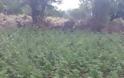 Μυλοπόταμος: 15 ορφανές φυτείες με 3.349 δενδρύλλια εντόπισαν οι αστυνομικοί - Φωτογραφία 2