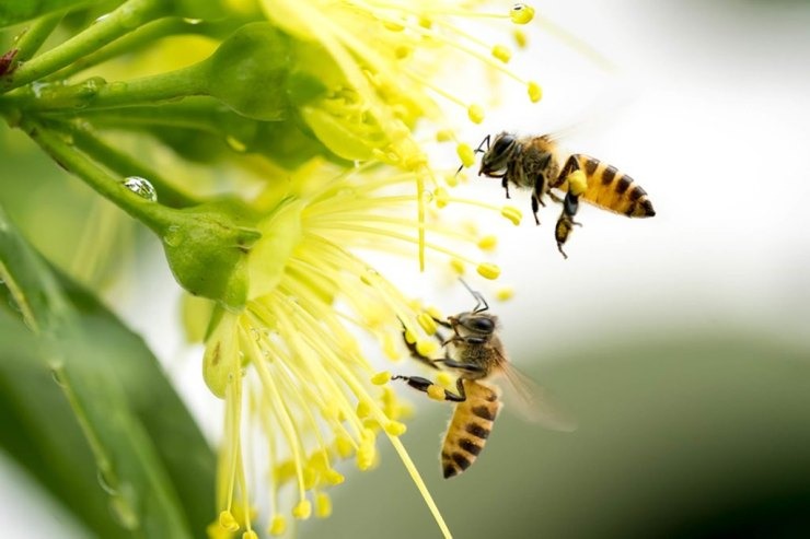 Απρόσμενη ανακάλυψη: Οι μέλισσες κατανοούν την έννοια του μηδέν! - Φωτογραφία 1