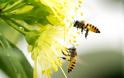 Απρόσμενη ανακάλυψη: Οι μέλισσες κατανοούν την έννοια του 