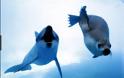 Ψαράδες σκοτώνουν δελφίνια και φώκιες υπό εξαφάνιση για να τα κάνουν δόλωμα!